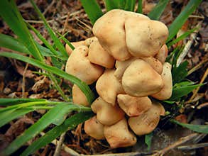 A cluster of unusual  fungi