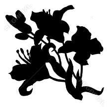 Black silhouette of lily flowers sketch drawn by hand isolated on white.
