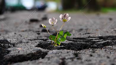 Young flowers break through and grow through the cracked asphalt in the city, the life force of nature, time lapse