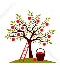 Apple tree