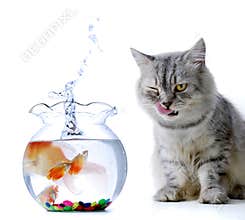 Cat and fish