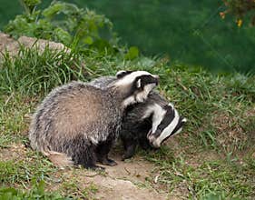 Badger Cubs playing