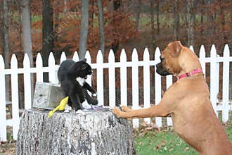 Cat chased by dog