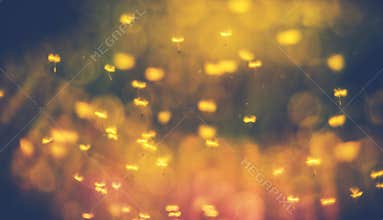 Dandelion seeds flying in sun
