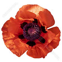 Poppy red flower isolated on a white background. Isolate inflorescence of garden poppy. Totally open flower