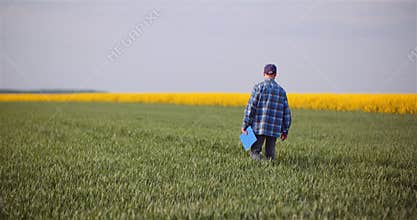 Agriculture - Farmer Walking on Field Examining Crops at Agricultural Farm.