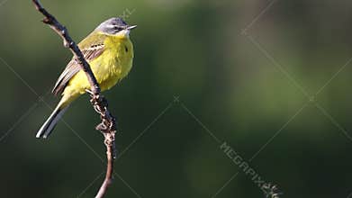 Yellow bird sings in spring morning