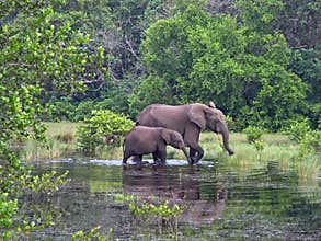 Forest Elephants, Gabon, West Africa