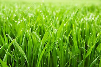 Fresh grass with dew drops