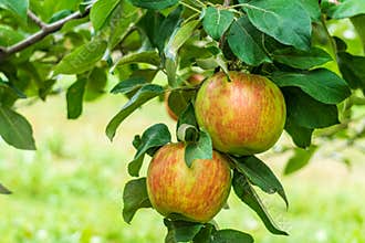 ripe apples honeycrisp on apple tree branch