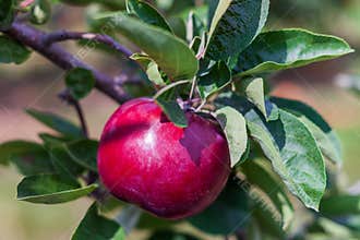 mcintosh apples on the tree branch in autumn farm closeup