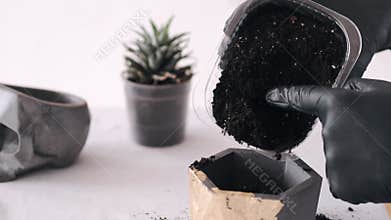 Cropped view of hands in black gloves planting cactus