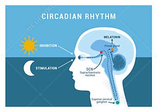 The circadian rhythm and sleep-wake cycle