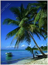 Tropical Paradise