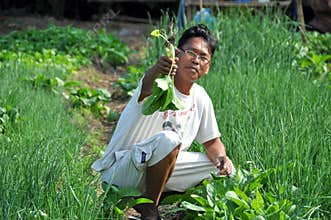 Lop Buri, Thailand: Farmer in Field