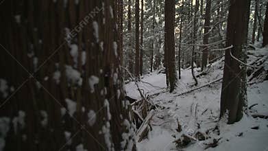 Pacific northwest forest snow dolly shot 4K UHD
