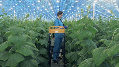 Lady agriculturist is taking care of cucumber plants