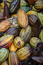 Wild Cacao Fruit