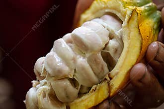 Wild Cacao Fruit