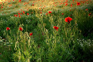 Green Field With Red Puppies Warmed At Sunset