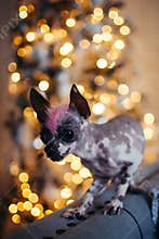 Peruvian hairless and chihuahua mix dog in festivaly decorated room with Christmass tree