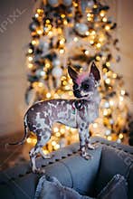Peruvian hairless and chihuahua mix dog in festivaly decorated room with Christmass tree