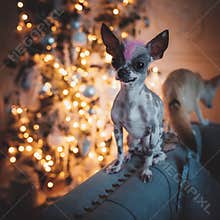 Peruvian hairless and chihuahua mix dog in festivaly decorated room with Christmass tree