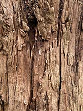 Dead tree surface