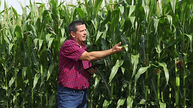 Farmer analyze corn field