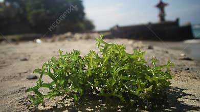 Close up of fresh organic farmed seaweed on beach in Indonesia after harvest