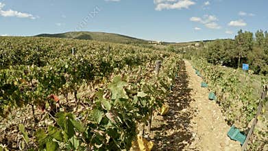 Grape harvest in Tuscany
