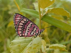 Butterfly pink nature outdoor 4k photo