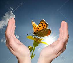 Hands holding flower butterfly