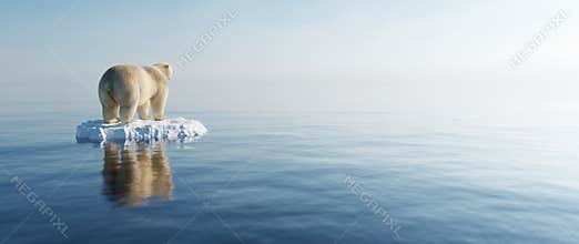 Polar bear on ice floe. Melting iceberg and global warming
