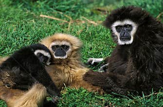 WHITE-HANDED GIBBON hylobates lar, PAIR WITH YOUNG