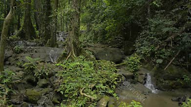 Abundance of tropical rain forest with small waterfall flowing through the rocks among green vegetation.