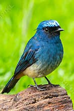Beautiful blue color bird known as Indigo Flycatcher Eumyias Indigo on perch