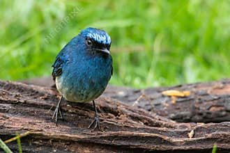 Beautiful blue color bird known as Indigo Flycatcher Eumyias Indigo on perch