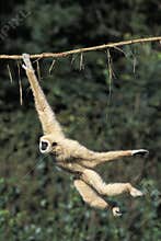 WHITE-HANDED GIBBON hylobates lar, FEMALE HANGING FROM LIANA