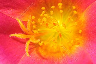 Pistils of a flower