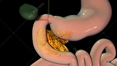 Human pancreas anatomy overview