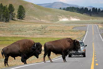 Bison crossing the road in yellowstone