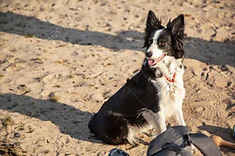 Black and white border collie dog sitting on the sand on a sunny day. Horizontal orientation.