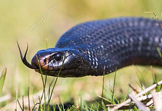 Red-bellied Black Snake