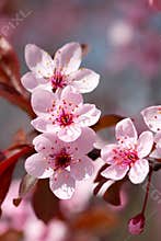 Pink cherry blossom