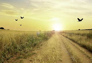The sun sets over the English countryside