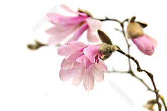 Pink magnolia flowers isolated on white