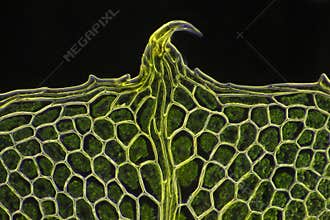 Microscopic view of moss leaf Plagiomnium affine