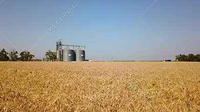 Aerial of grain elevator in front of wheat field. Quadcopter drone camera flying towards flour or oil mill plant. Silos