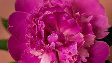 Pink Peony flower opening timelapse top view Isolated On peachy background